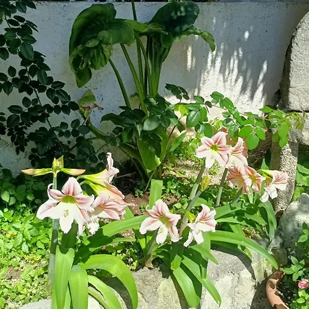 منزل للإقامة Giulia *